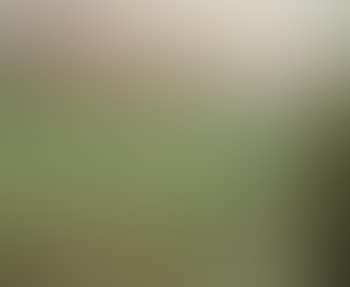Paysage (preview)