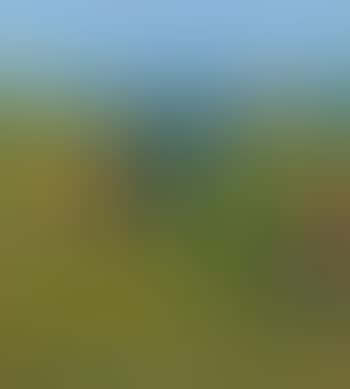 Vigneti (preview)