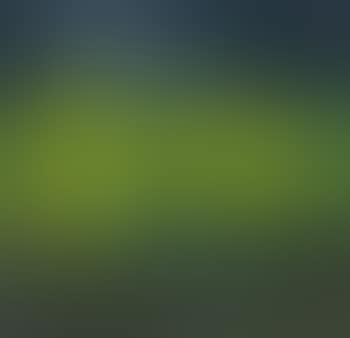 Willow Forest (preview)