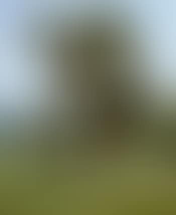 Pastoral (preview)