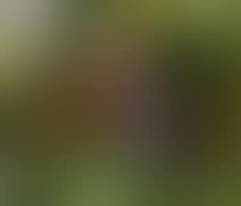 Three little girls picking blackberries (preview)