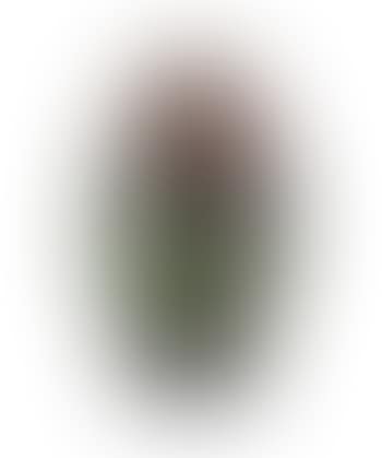 Ägg (preview)
