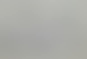 Studies of a Herring Gull (preview)