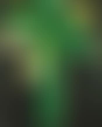 Night Palm (H. 86) (preview)