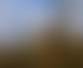 Der Bulle (preview)