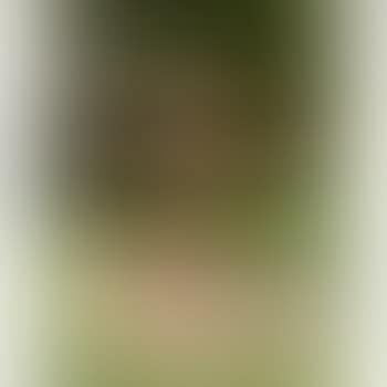 Wishtree (preview)