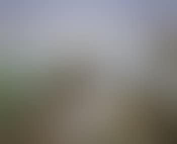 Estuary with Tern (preview)