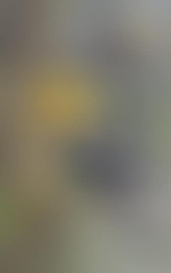 Toucans (preview)