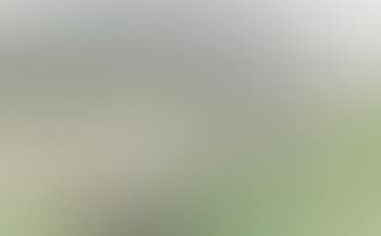 White stork (preview)