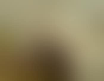 Portrait of a white horse (preview)