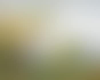 Arbres dans un paysage (preview)