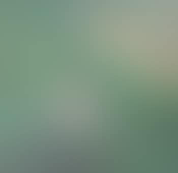 A bird in lotus pond (preview)