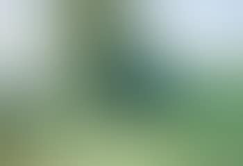 Paysage aux peupliers (preview)