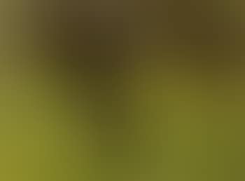 Ohne Titel - Landschaft Mit Drei Bäumen (Untitled - Landscape With Three Trees) (preview)