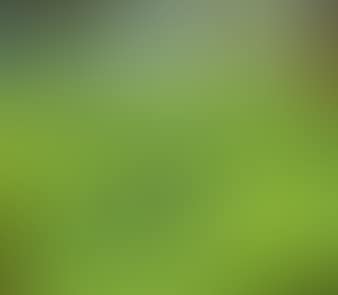 Paafugl i en Have / Peacock in a garden (preview)