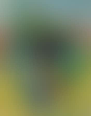 Vine (preview)