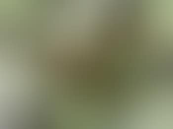 Chooks (preview)