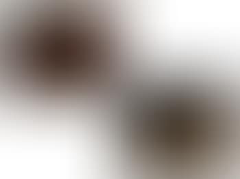 Zwei Pferdeportraits (preview)