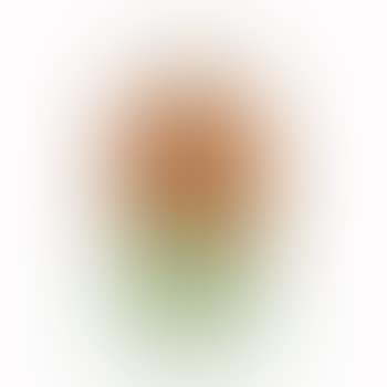 Tulip Flacon (preview)