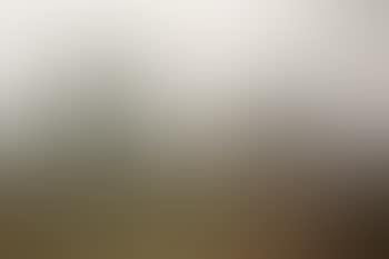 Morning mist in the meadow (preview)