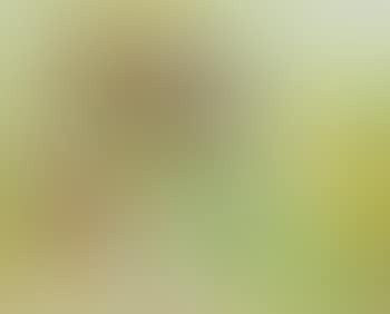 La lettre (preview)