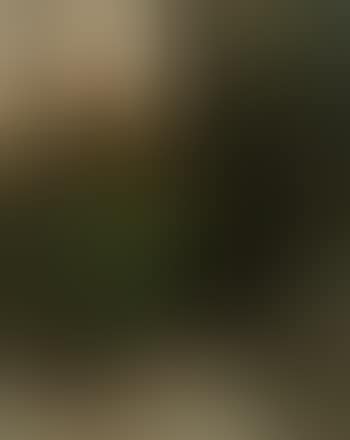 Waldlichtung mit Hirsch (preview)