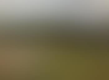 Forest Clearing Near Chuguev, Ukraine (preview)