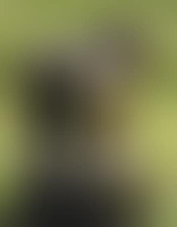 Horse (preview)