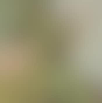 Birch Trees by a Window (preview)