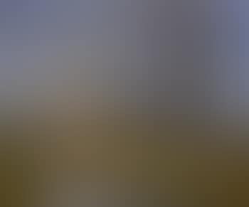 Woodland scene at sunset (preview)