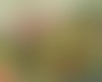 Paysage (preview)