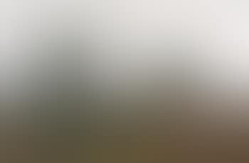 Morning mist in the meadow (preview)