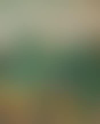 Tree tops from Boulevard Raspail, Paris (preview)