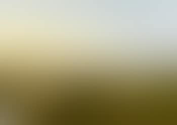 Cattle in a meadow at sunset (preview)