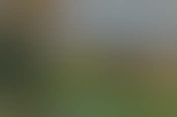 Summer landscape (preview)
