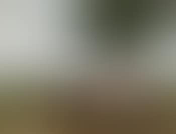 Vaches Au Pré (preview)