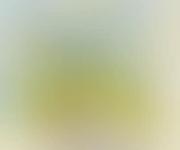 Still life with yellow tulips (preview)