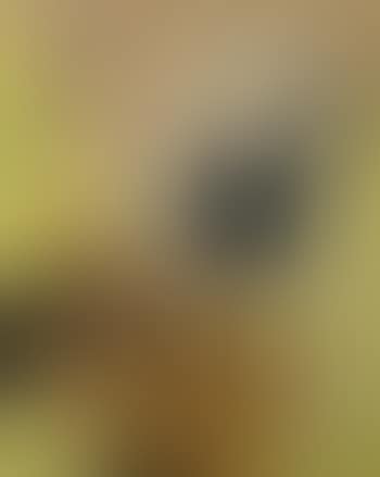 Ncha (pointe) (preview)
