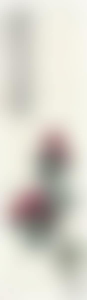 Camellia (preview)