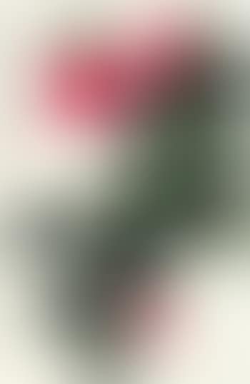 Hibiscus (preview)