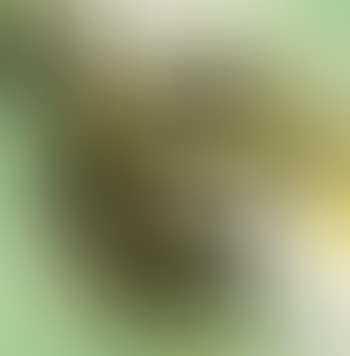 Senza titolo (preview)