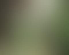 A girl is looking at a hen with chickens (preview)