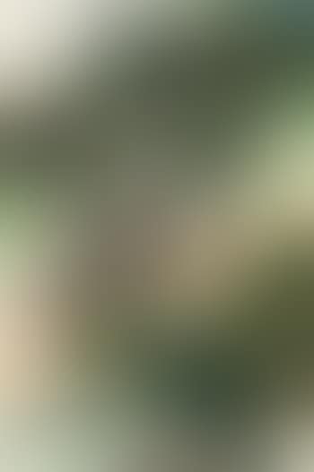Landscape (preview)