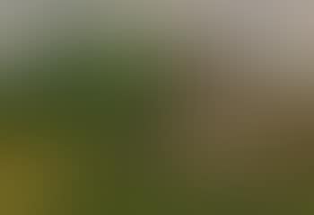 Bauernhaus mit Blumenwiese (preview)