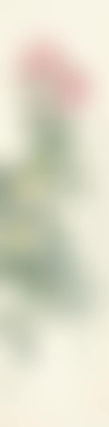 Chrysanthemum (preview)