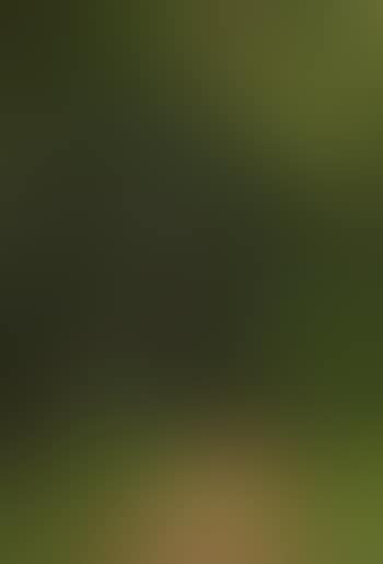 Waldweg (preview)