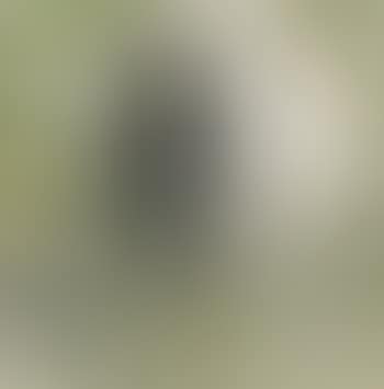 Owl (preview)