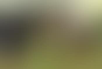Hooioogst met paard (preview)