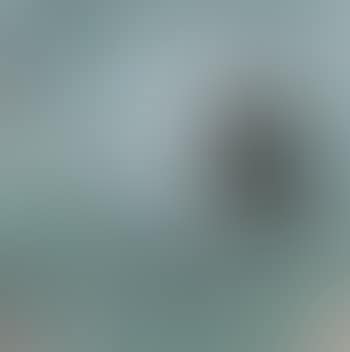 A Bird Standing On The Branch (preview)