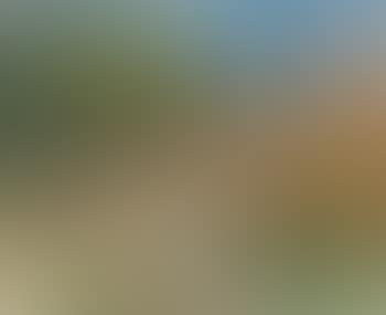 Arbres, maison, route et paysage (preview)